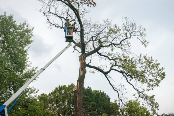 Best Tree Trimming and Pruning  in Bayou Cane, LA